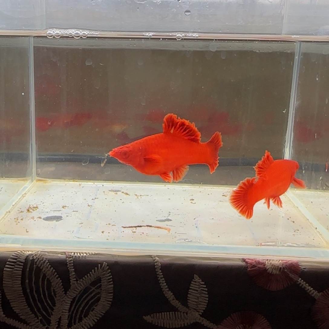 红剑鱼2条大扇尾种鱼精品