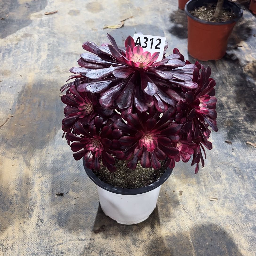 多肉植物黑铜白312多肉