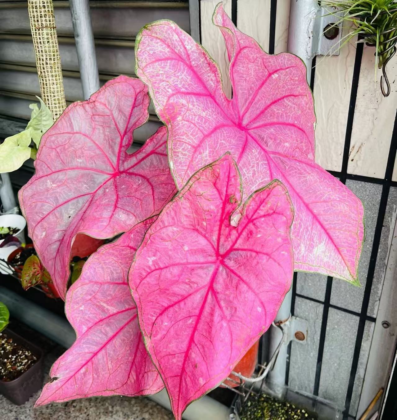 【安妮（进口微状态）彩叶芋】原盆原土室内好养观叶