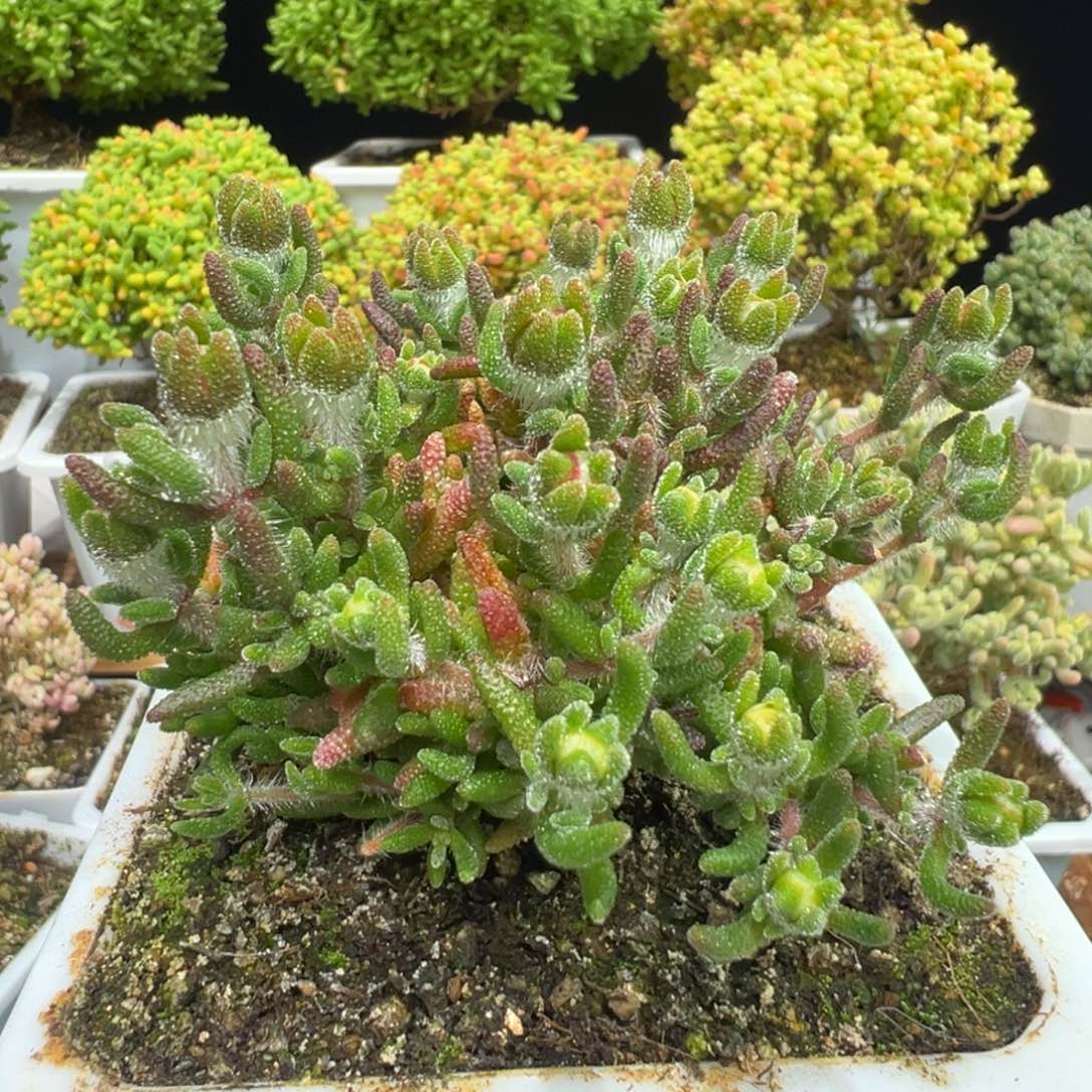 D7764狐尾枝干带花苞