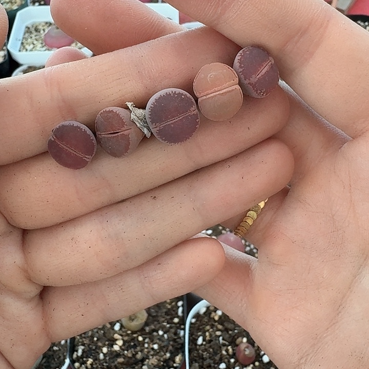 老马生石花ko828