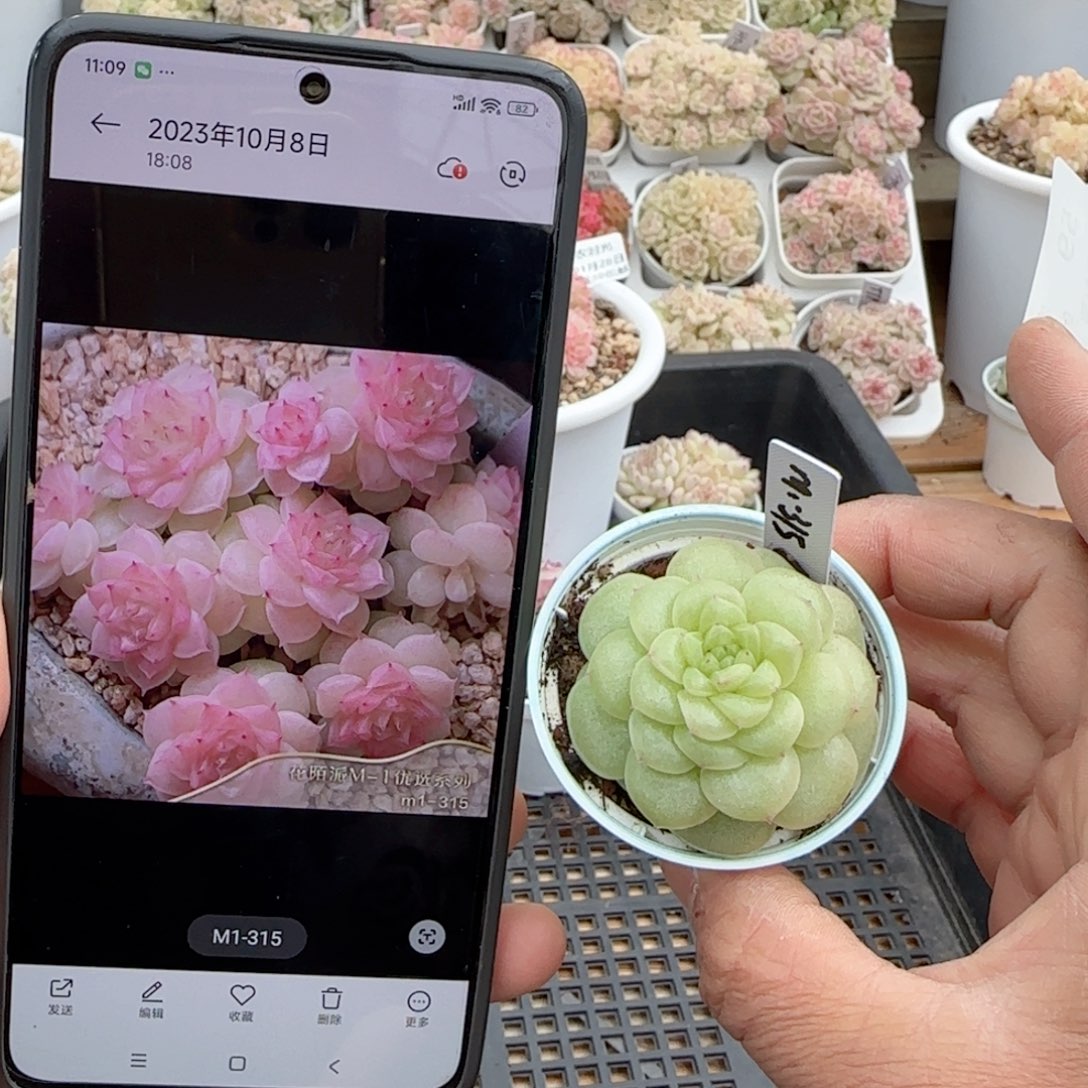 阿****5【闪购商品】0128-59（m1-315）