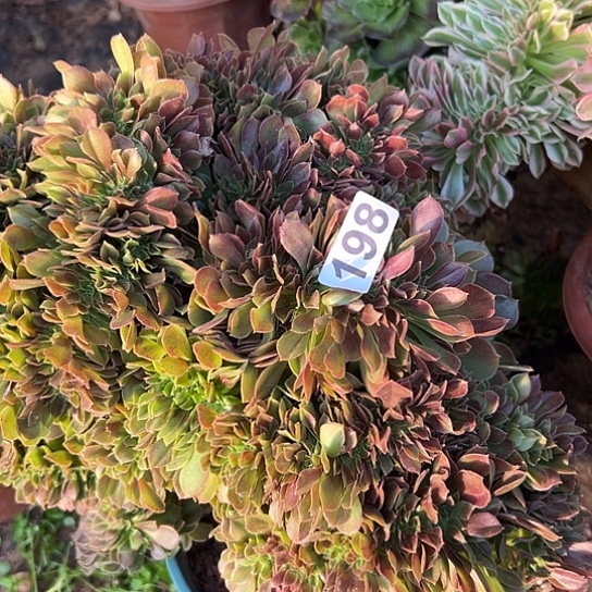 白***狼多肉植物一个玫瑰198