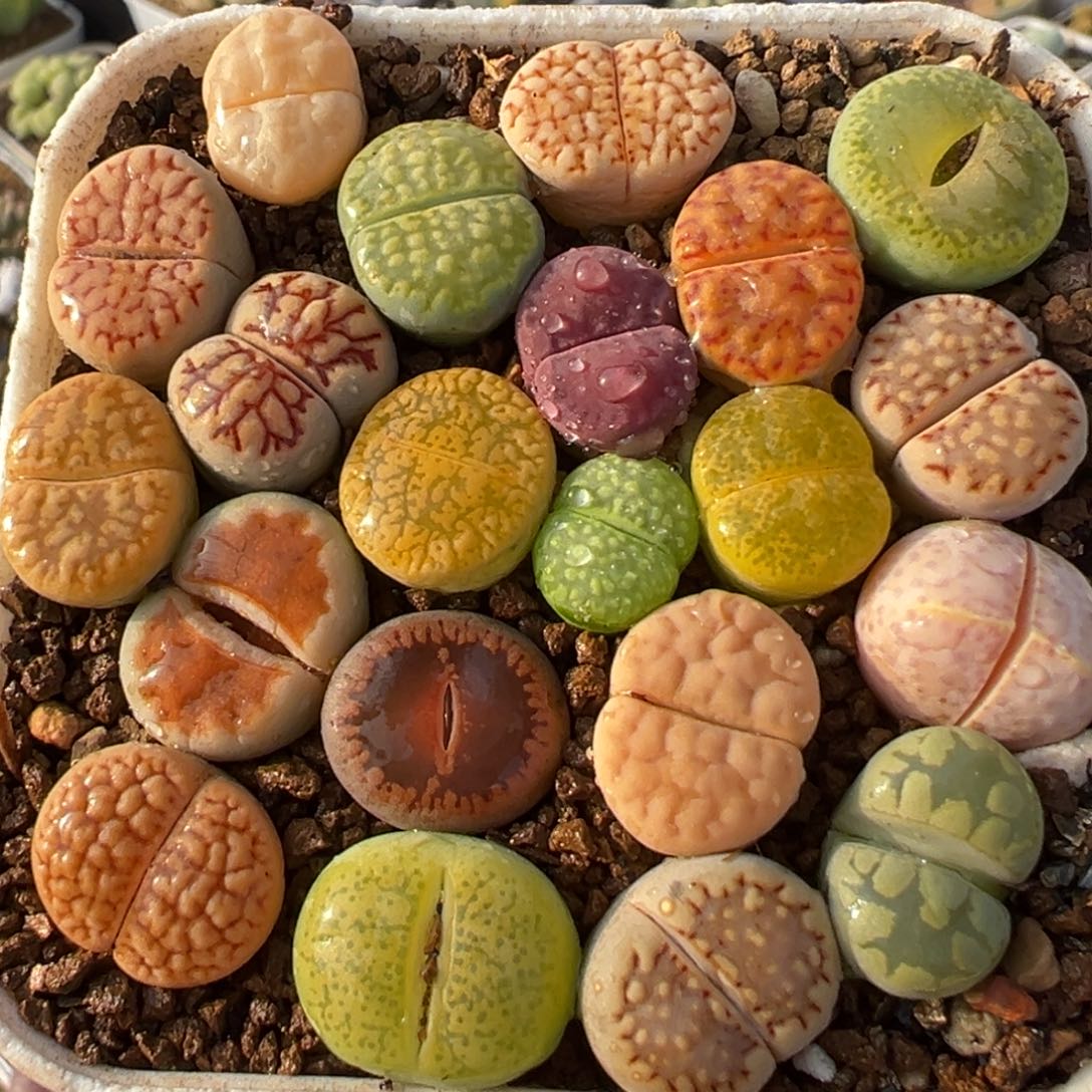 一组彩虹组合带盆多肉植物