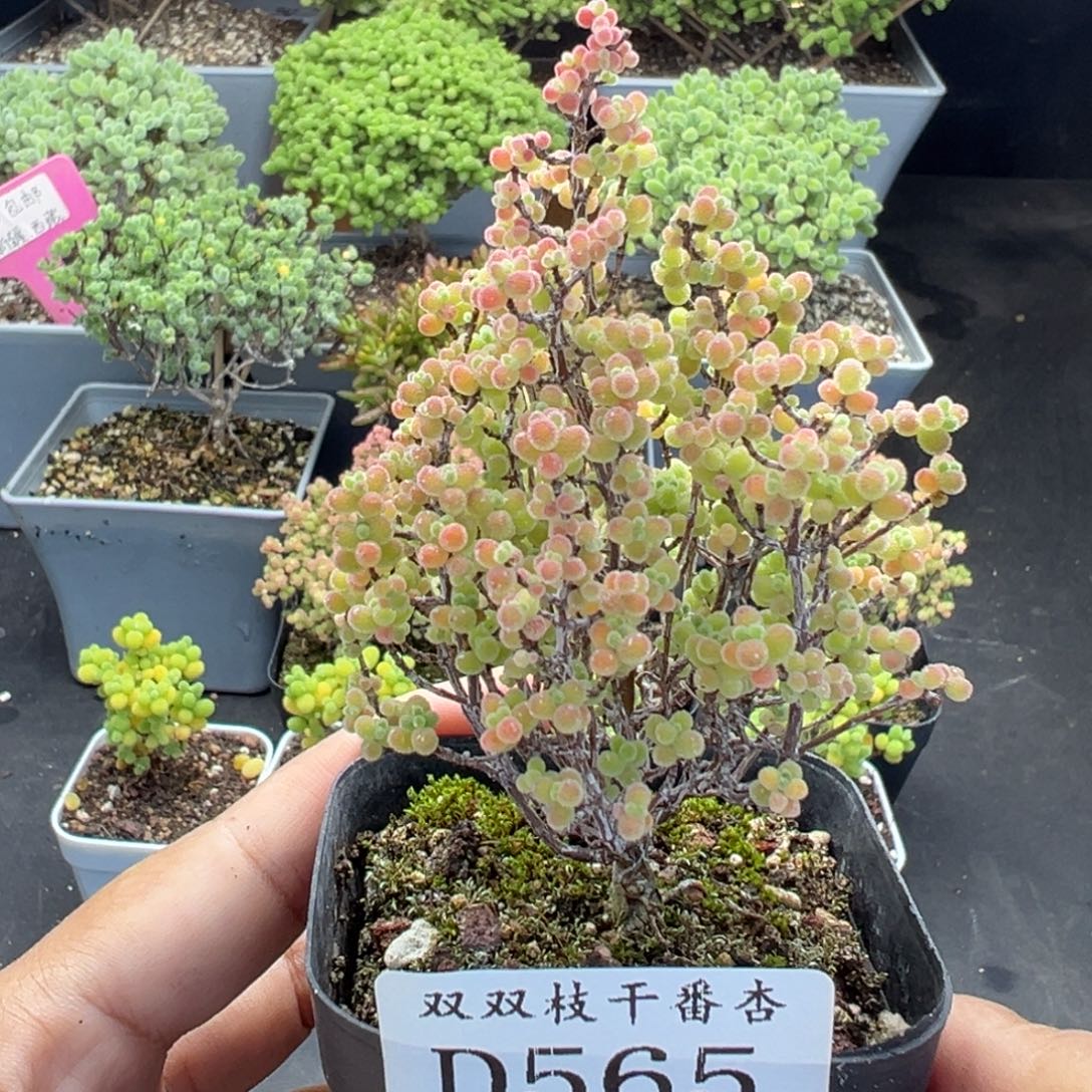 565蜜橘              