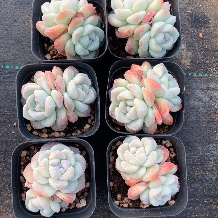 2897六颗双头脱土包邮