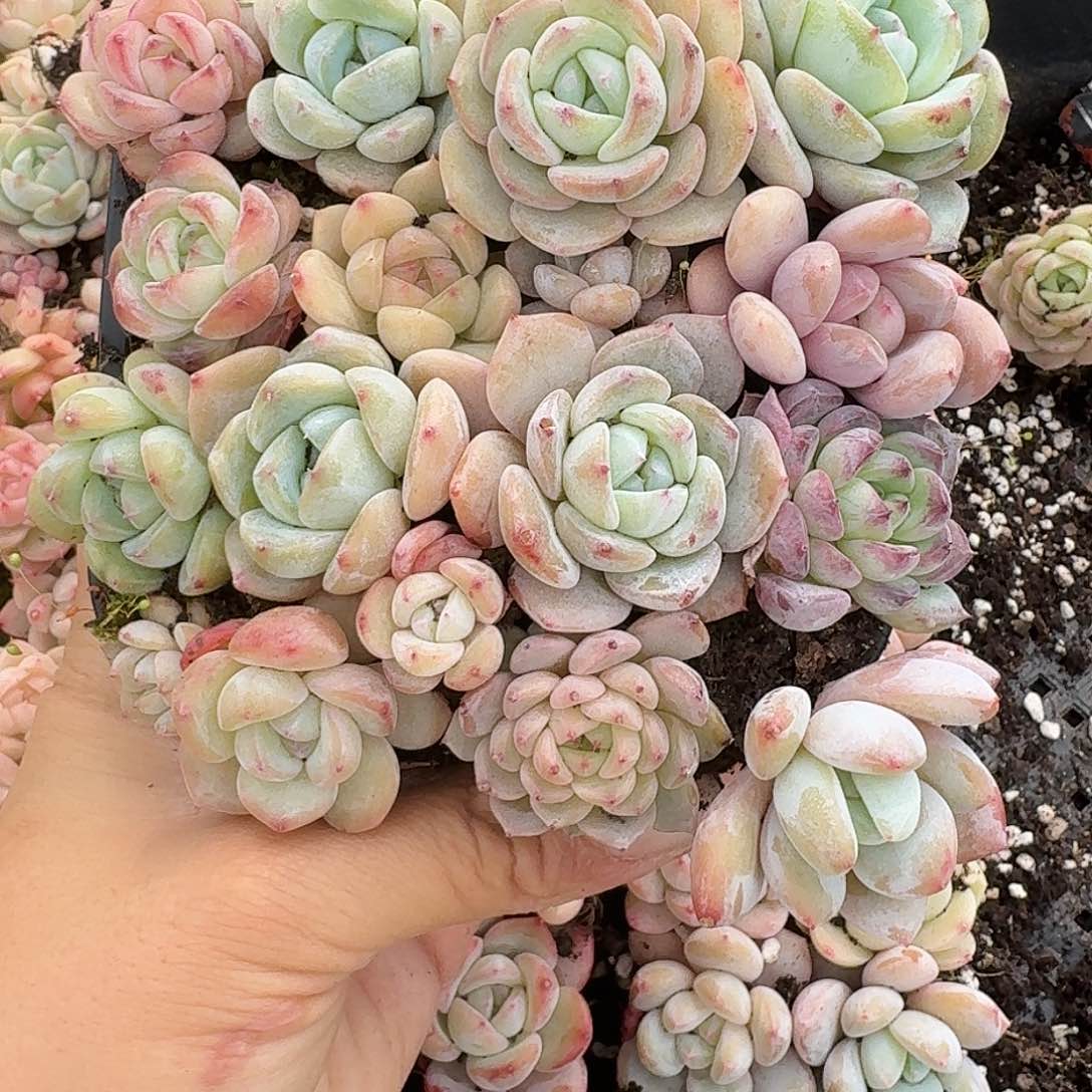 杂交新品珍妮多肉1529