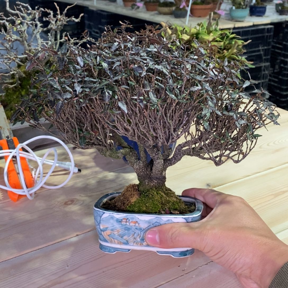 红陶红红火火过大年