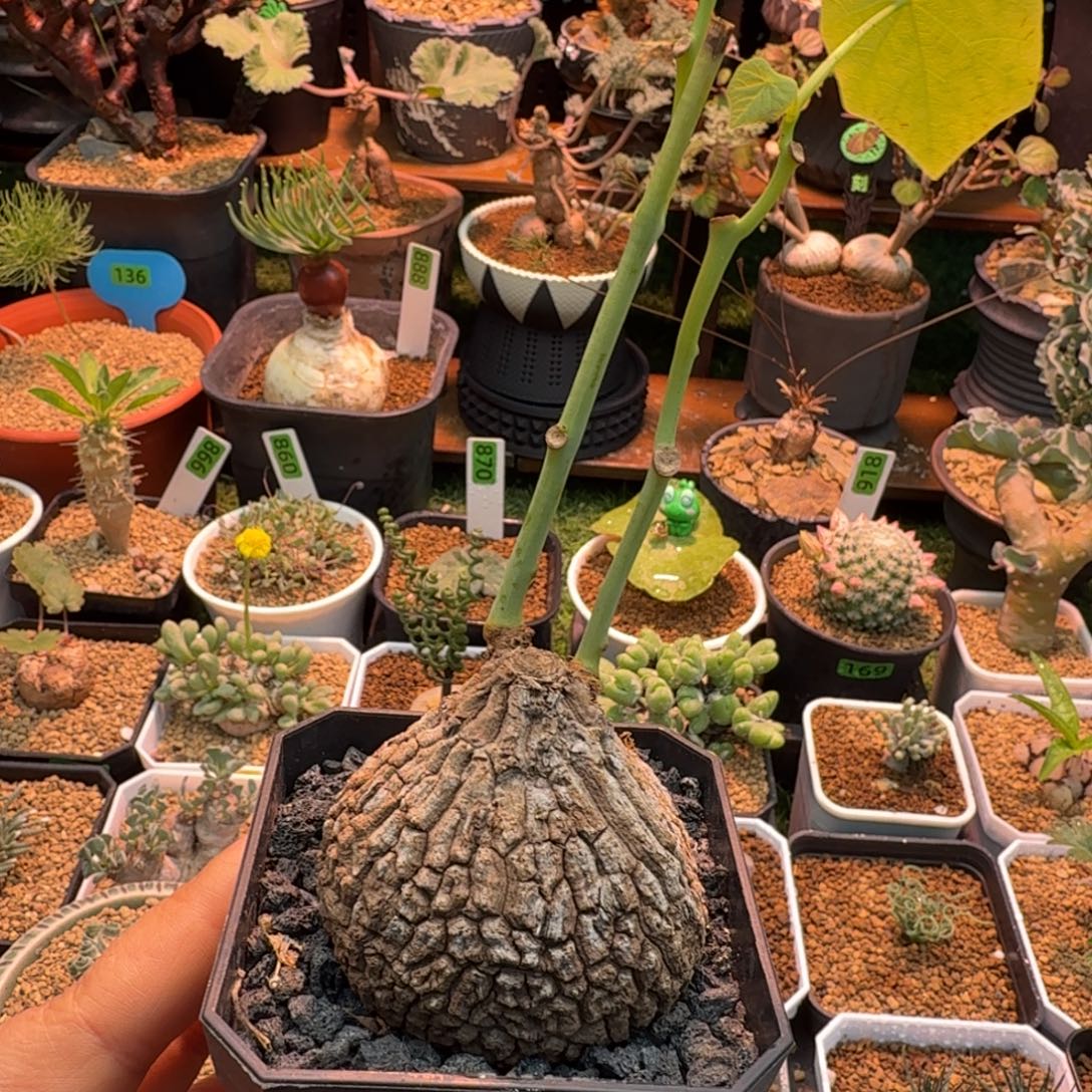 龙甲龟208 仙人球