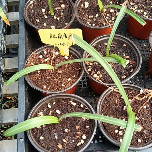 无花朵越南香水0.8发一个