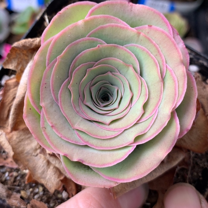 一物一拍星辰雪霁133