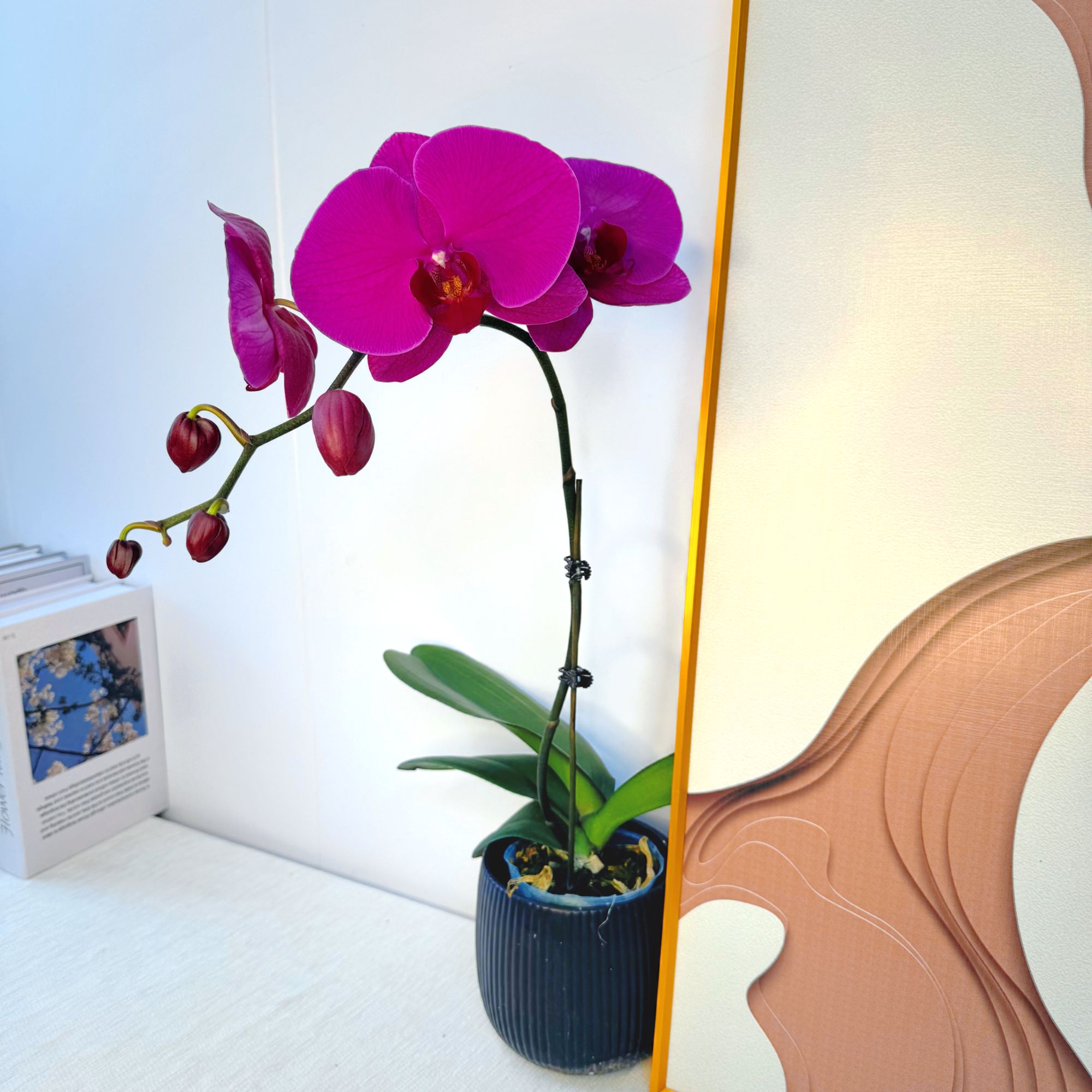 【巨无霸】少女感带花带花苞室内前台喜事乔迁送礼懒人小白蝴蝶兰