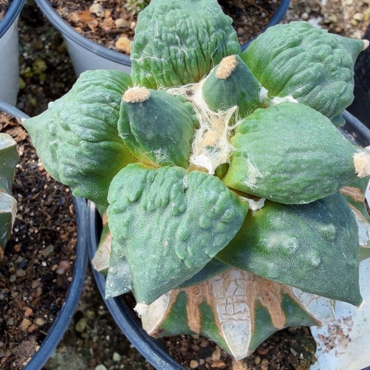 无花朵184栗源怒涛牡丹东四