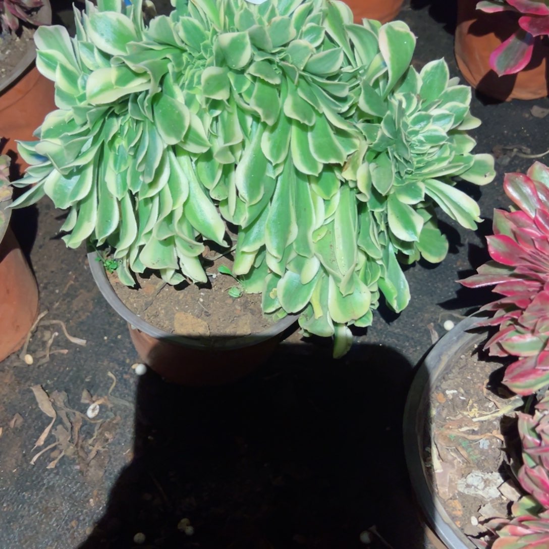 2327 号多肉植物法师新年福利