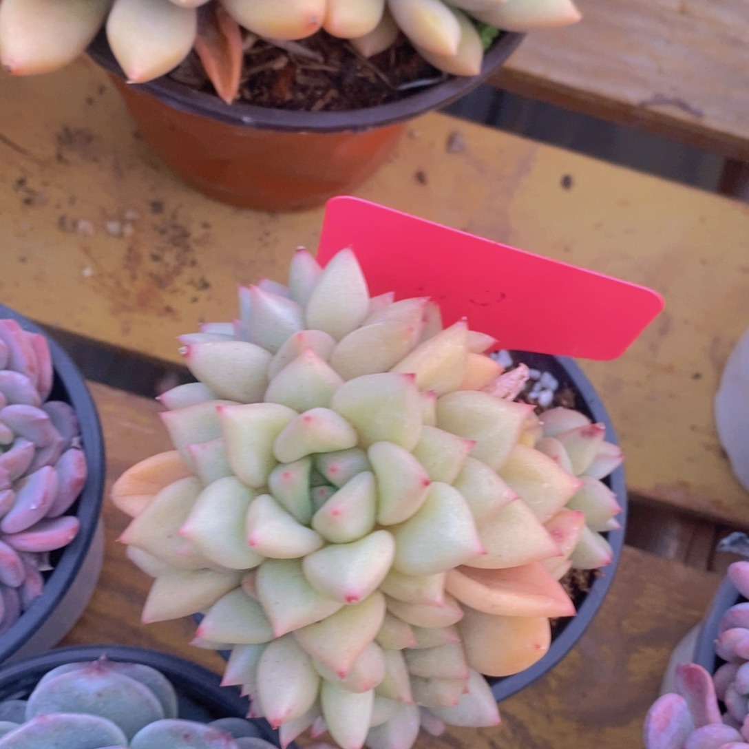 多肉植物，一物一拍，福利专场