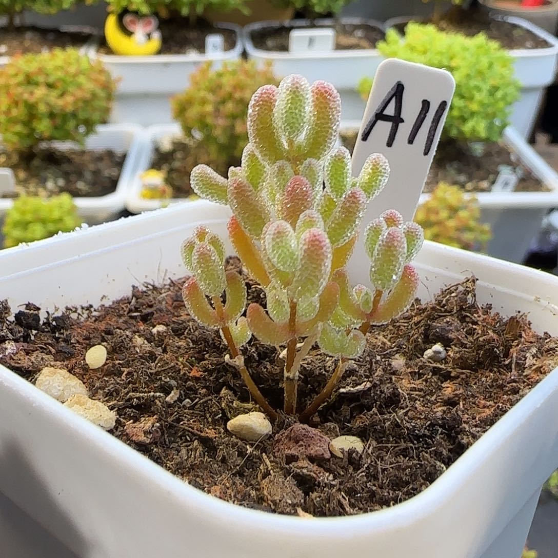 实生粉冰晶枝干番杏