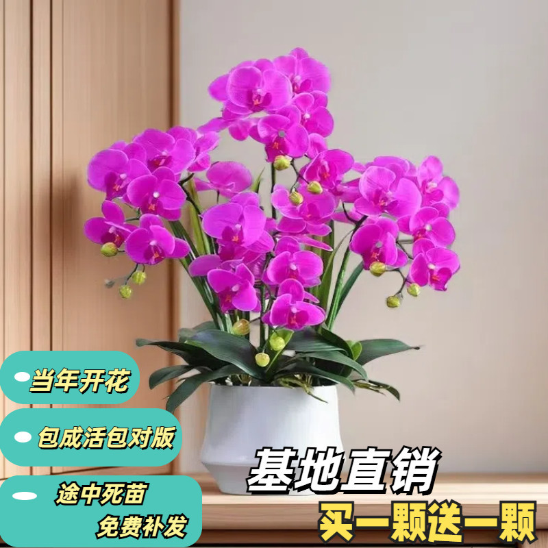 【买一送一】精品蝴蝶兰花苗盆栽室内盆栽客厅花卉便好养四季开花