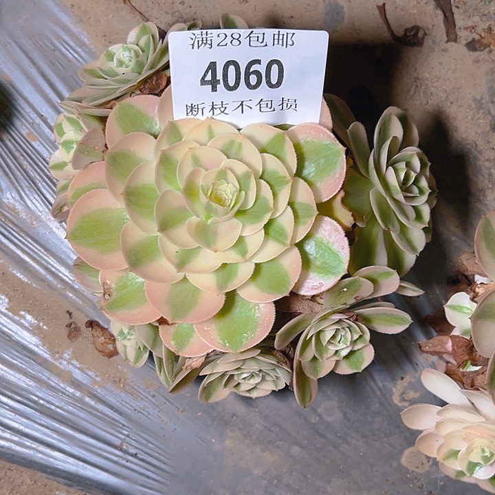 4060荔枝多肉植物