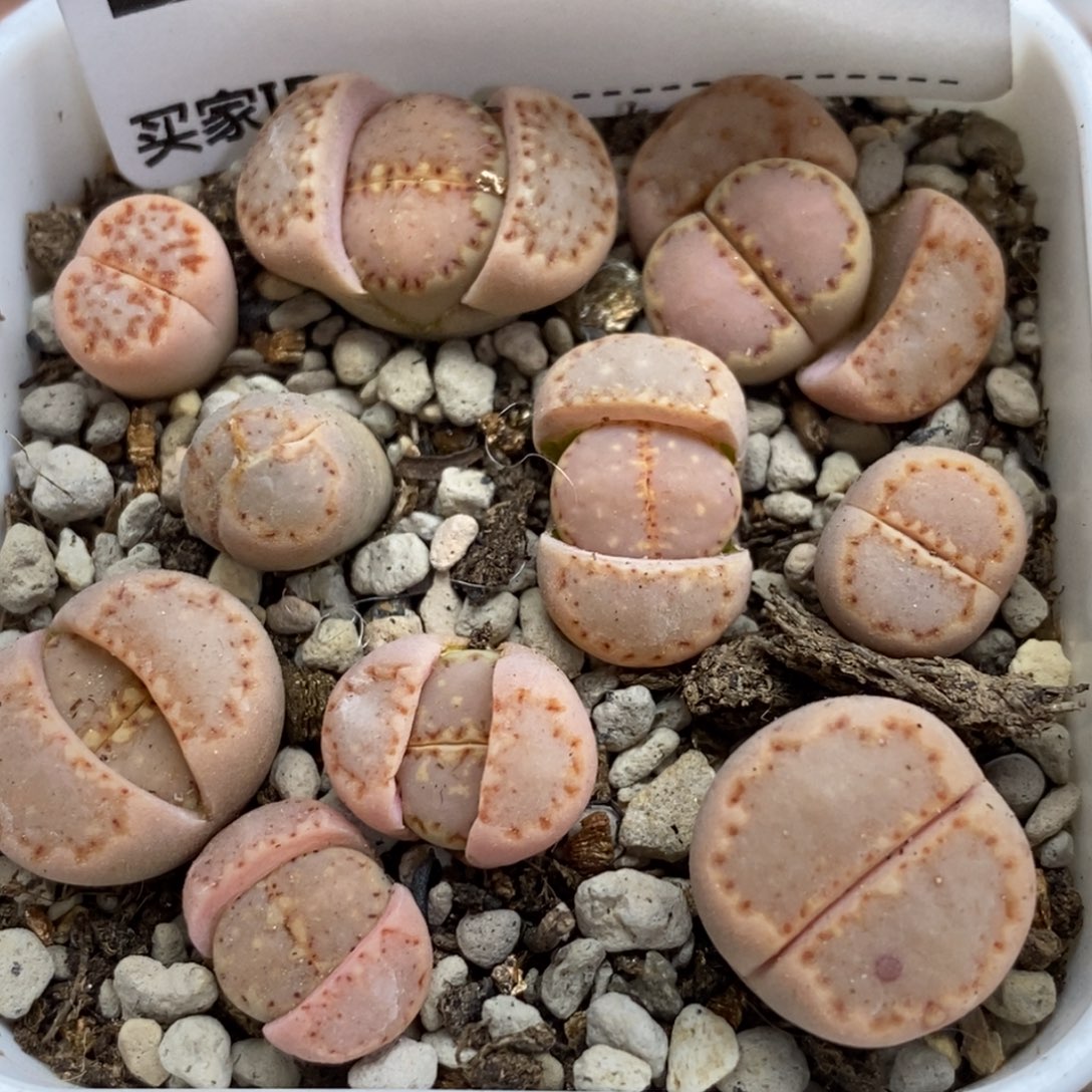 0677直播间一物一拍