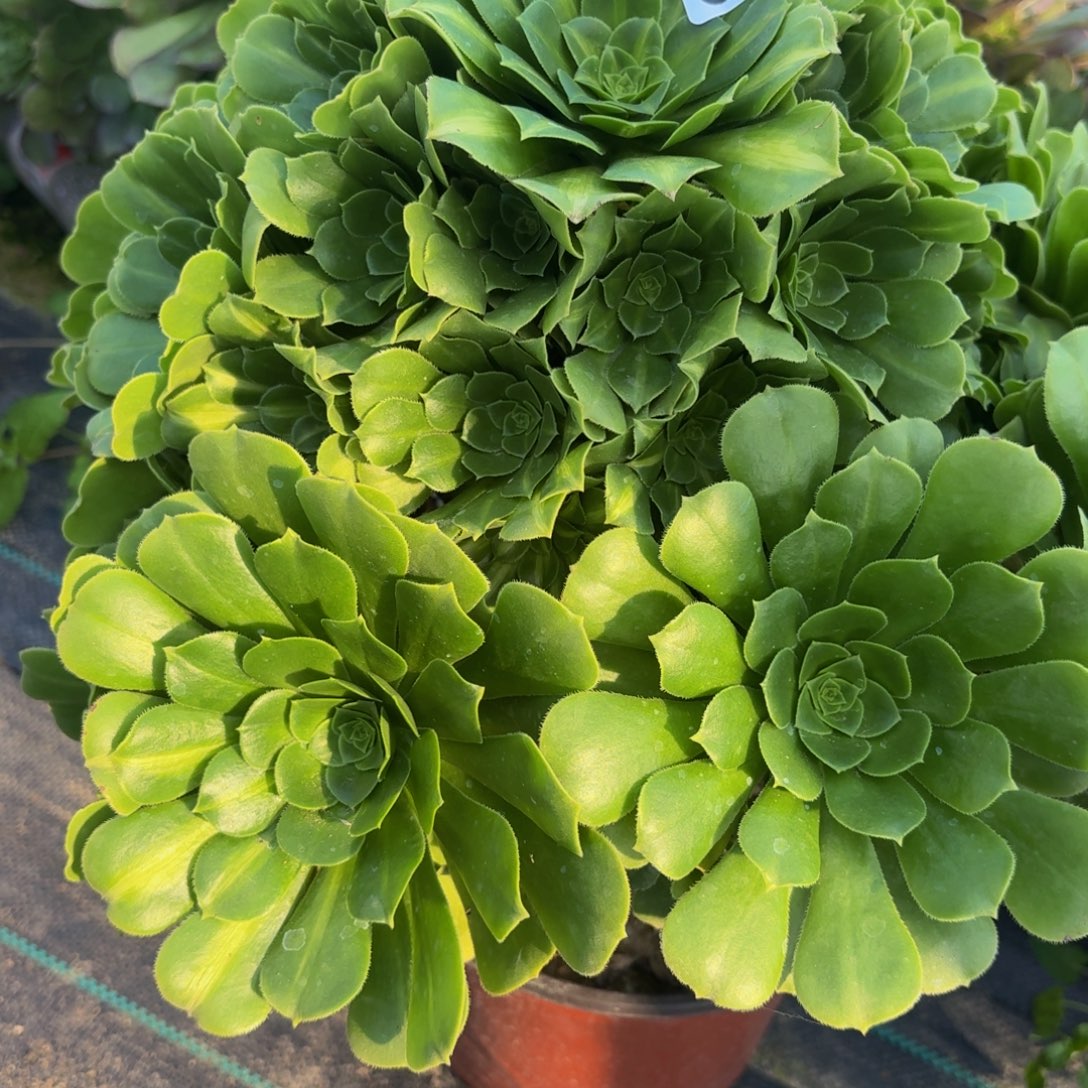 403多肉植物捧花的时候