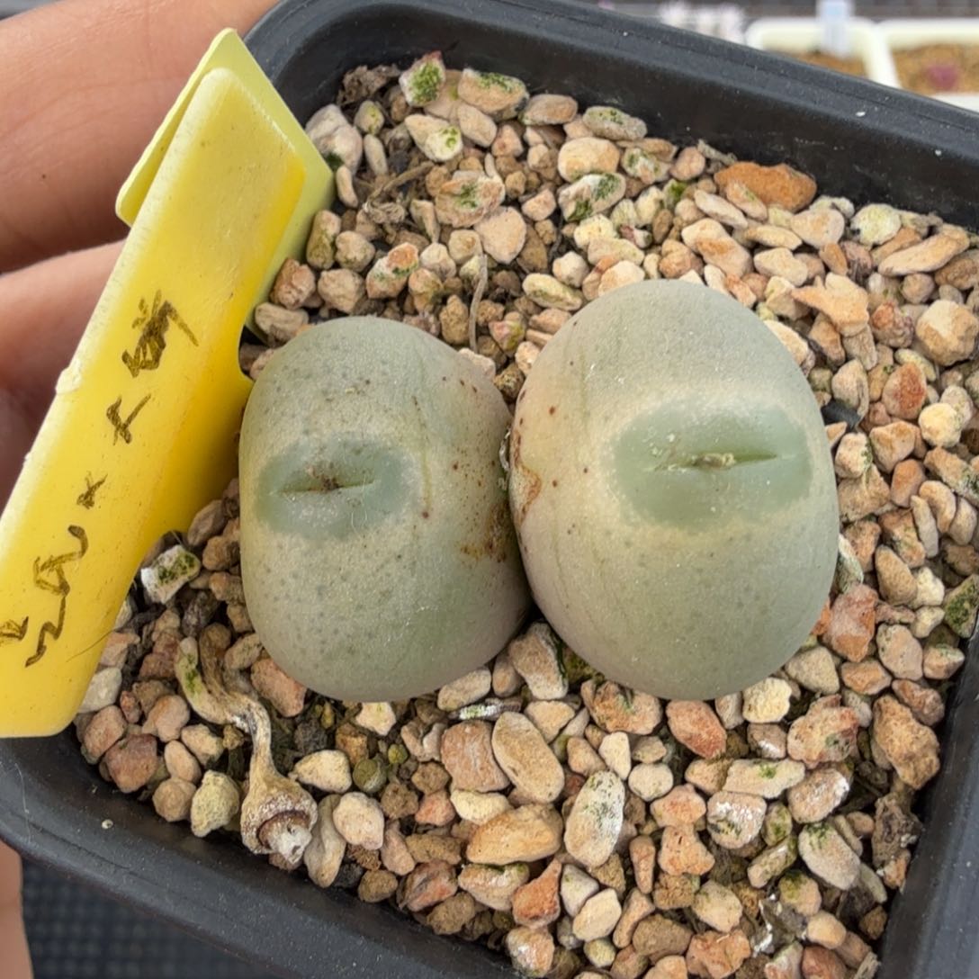 吕氏杂交 12-1-L7