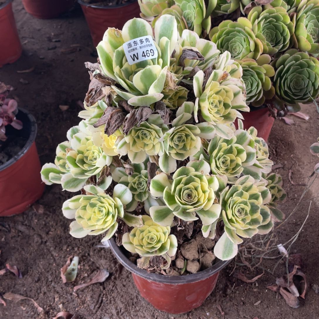 469迈巴赫多肉法师断枝不包