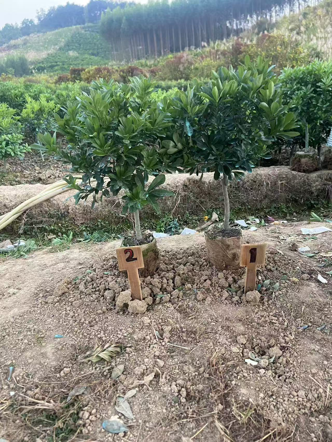 花园植物直播间一物一拍链接
