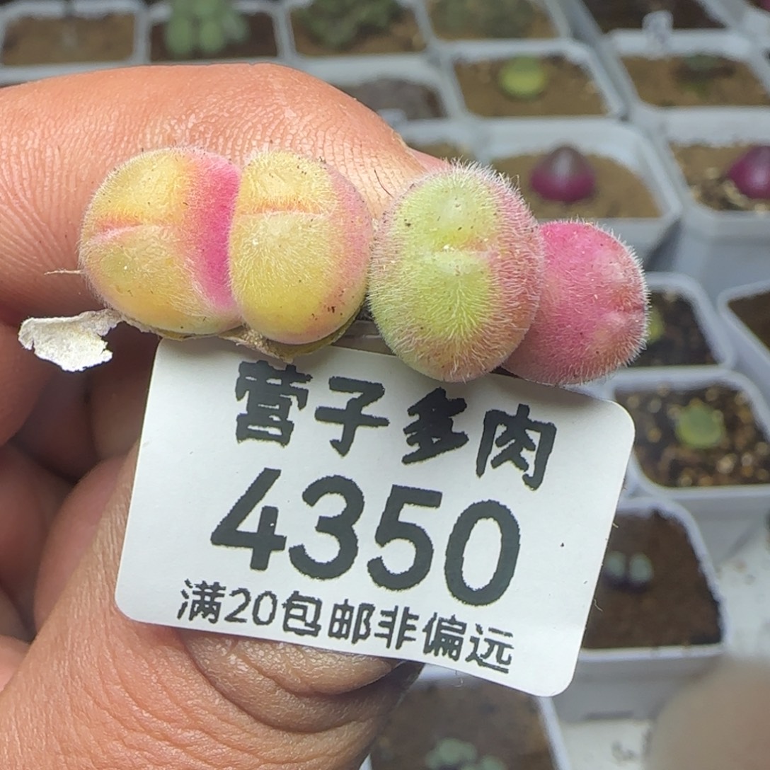 长毛两颗双头。               