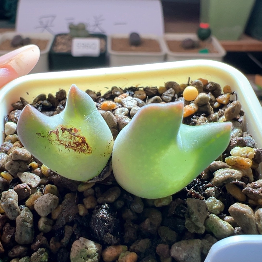 w188。优选青蛙5年母本 窄耳 干疤福利 3.3cm