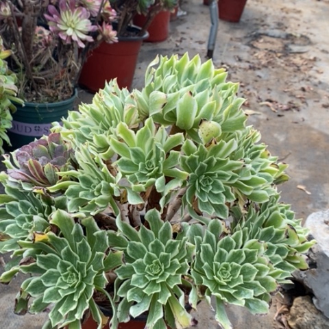 碧浪多肉植物057