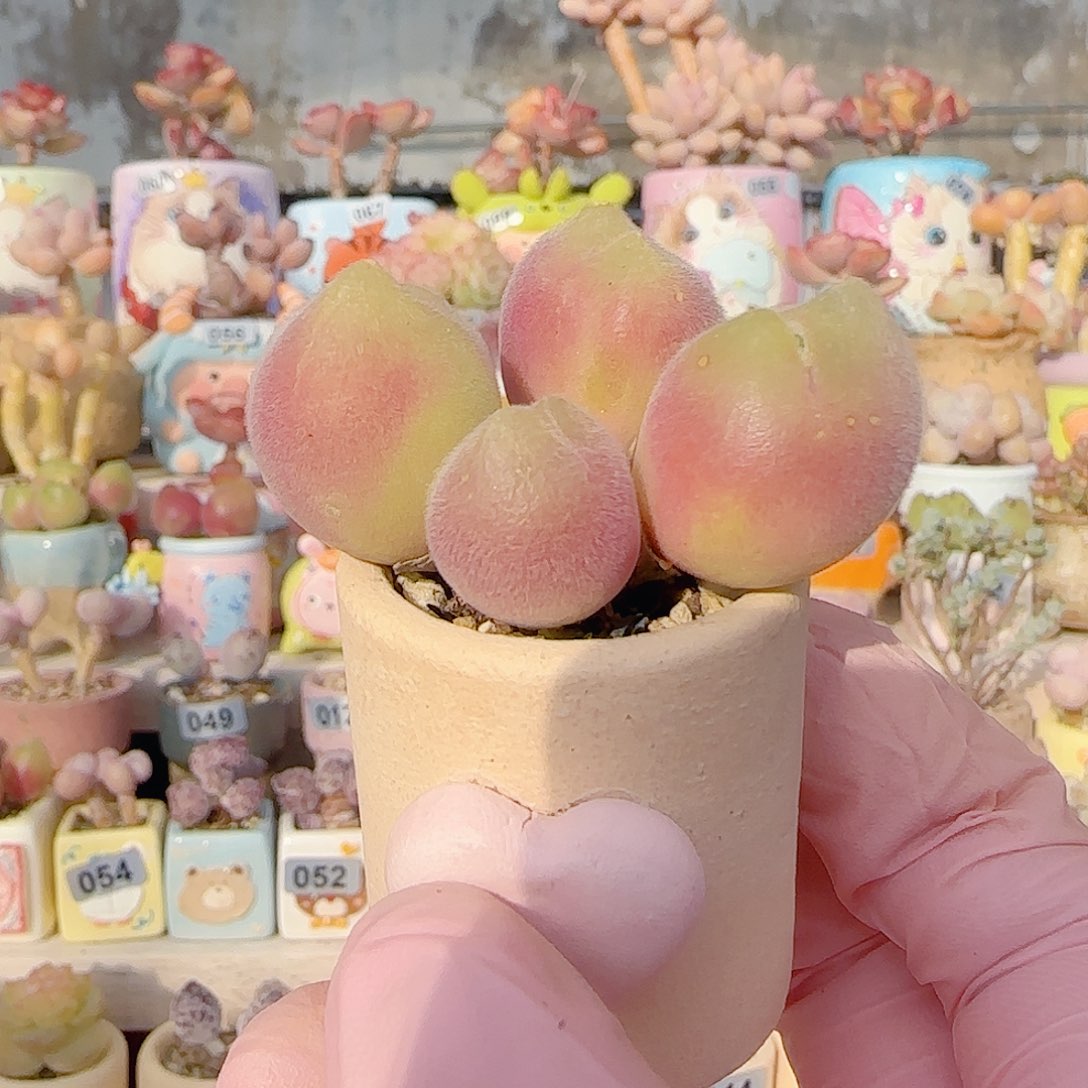 福利毛翠 盆口3cm 微瑕