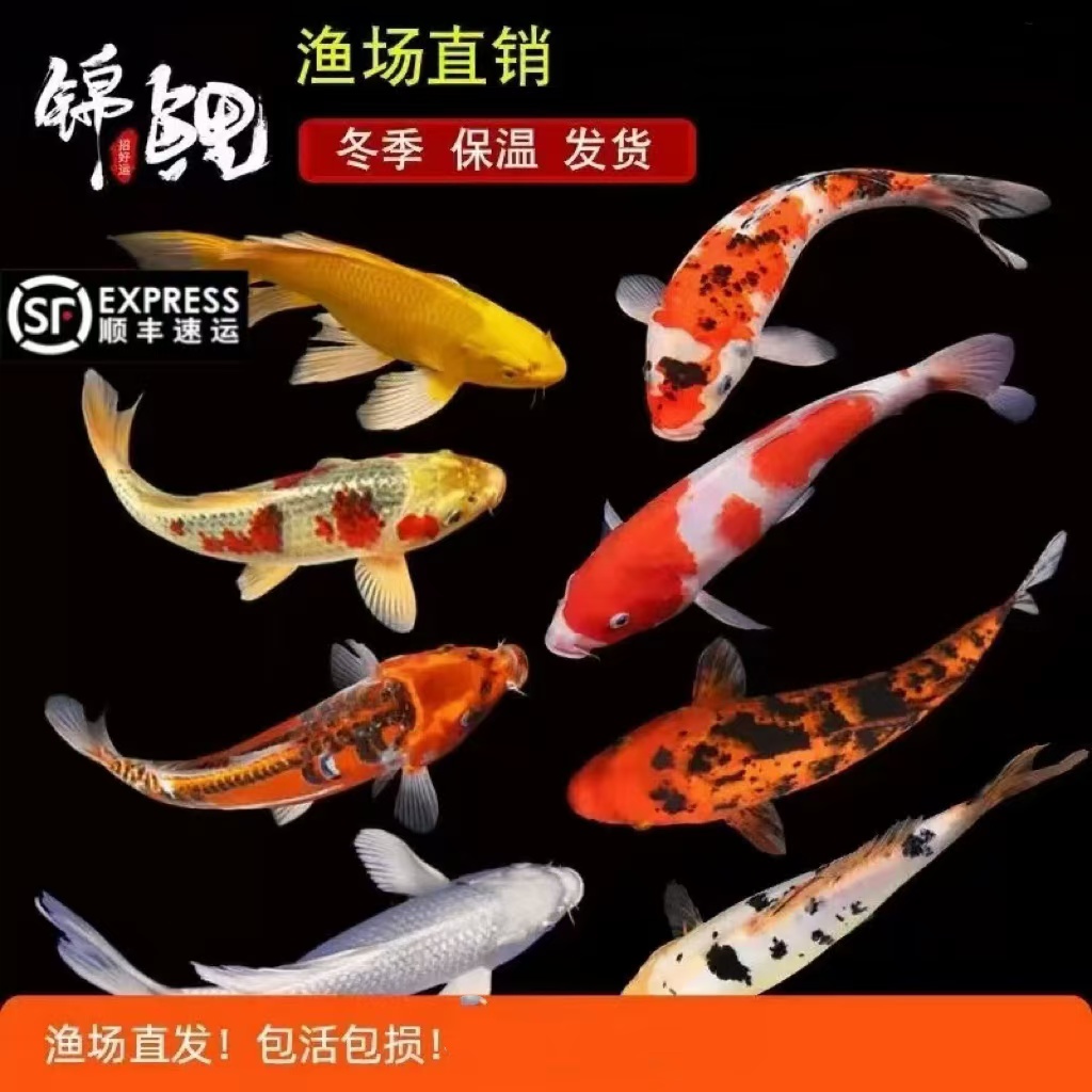 31-36公分红白大正甄选血统观赏鱼锦鲤鱼锦鲤包邮包活