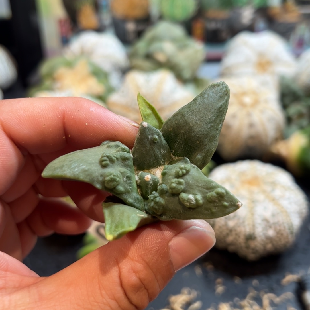 无花朵111实生怒涛mmmmmm