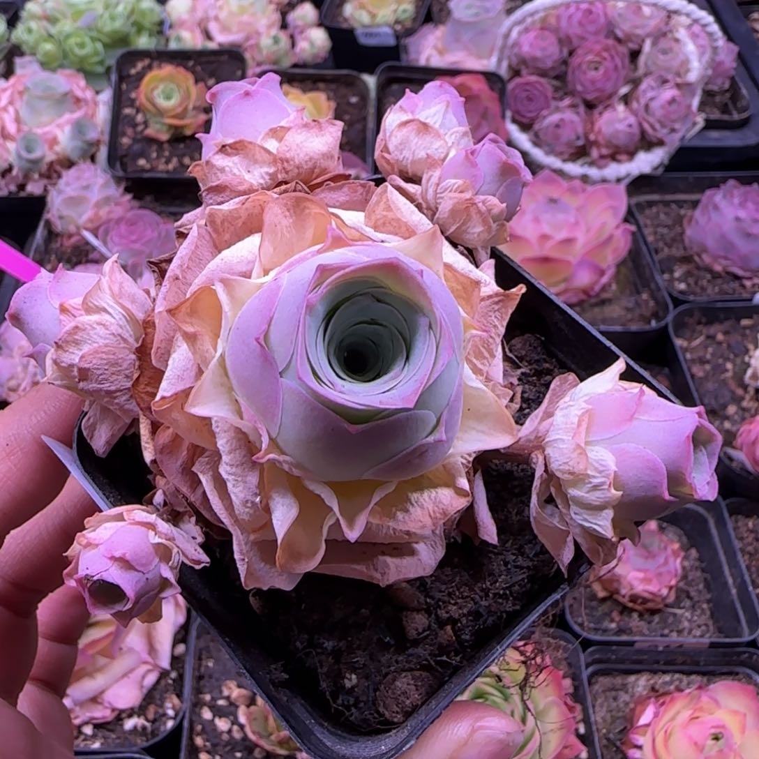 锦书玫瑰七方杯开播福利702