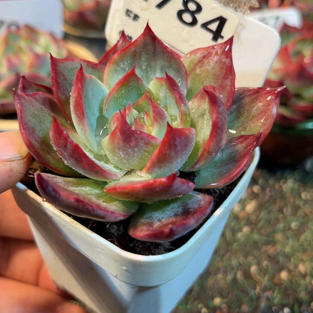 惊鸿一瞥784号多肉