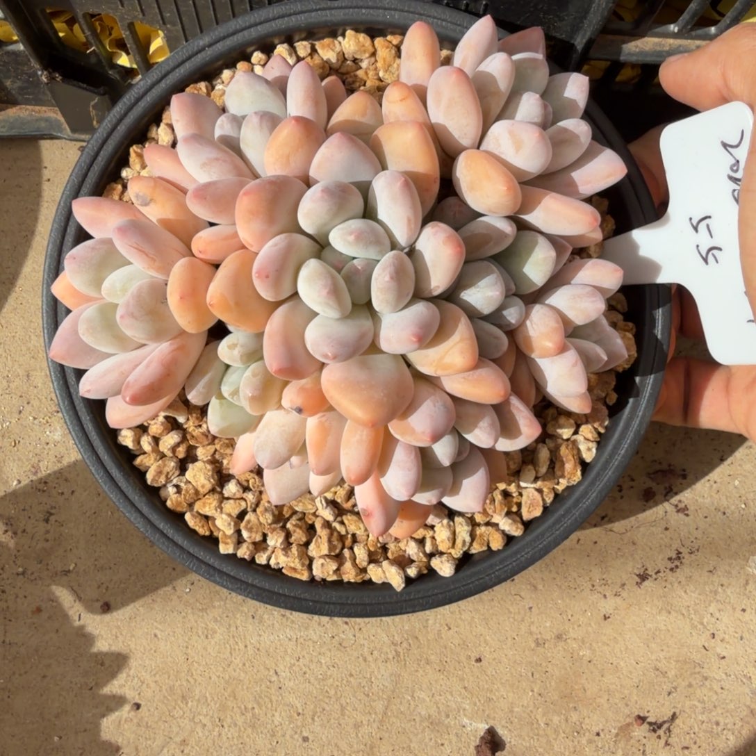 一物一拍精控韩货香水55