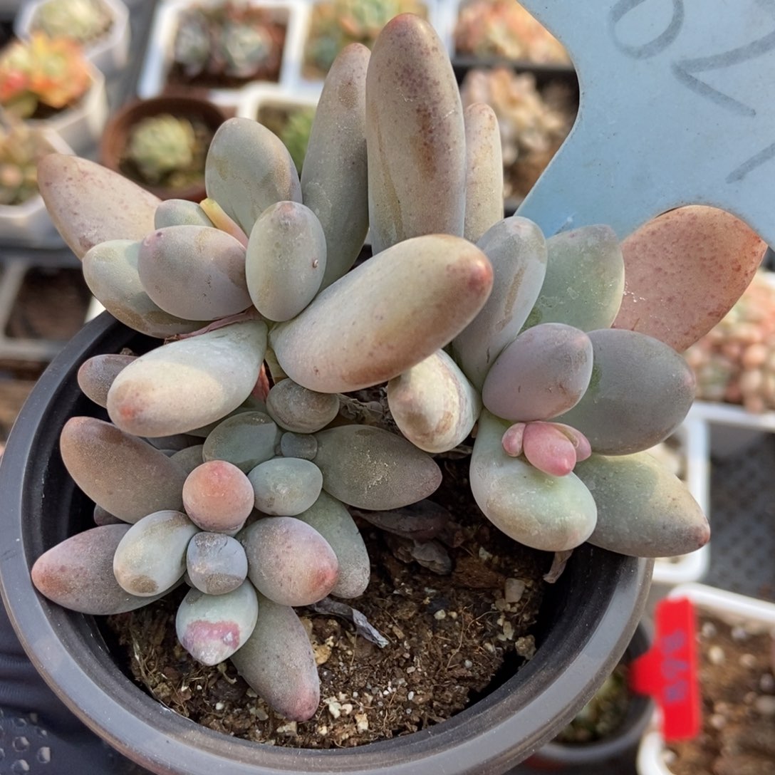 1824白兰地多肉植物保护