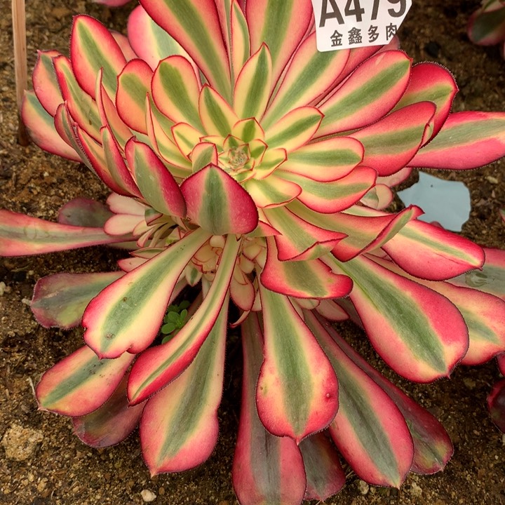 479多肉植物一物一拍