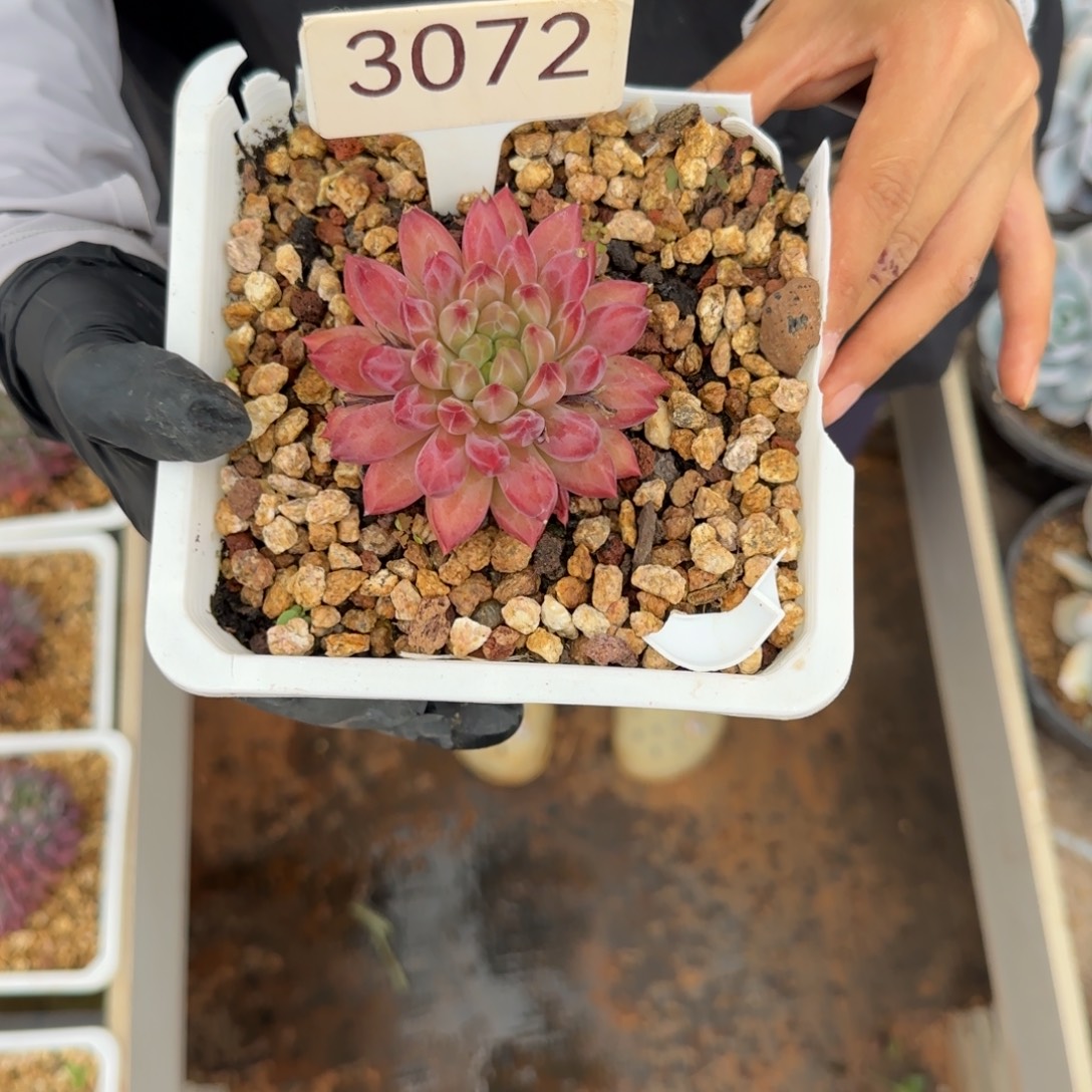 ****❀车厘子单头    3072号      