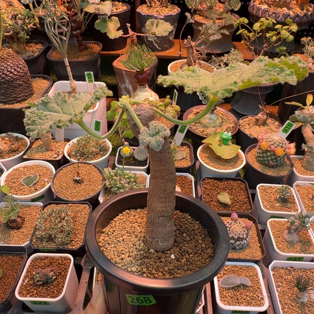 罗巴塔洋葵268 仙人球