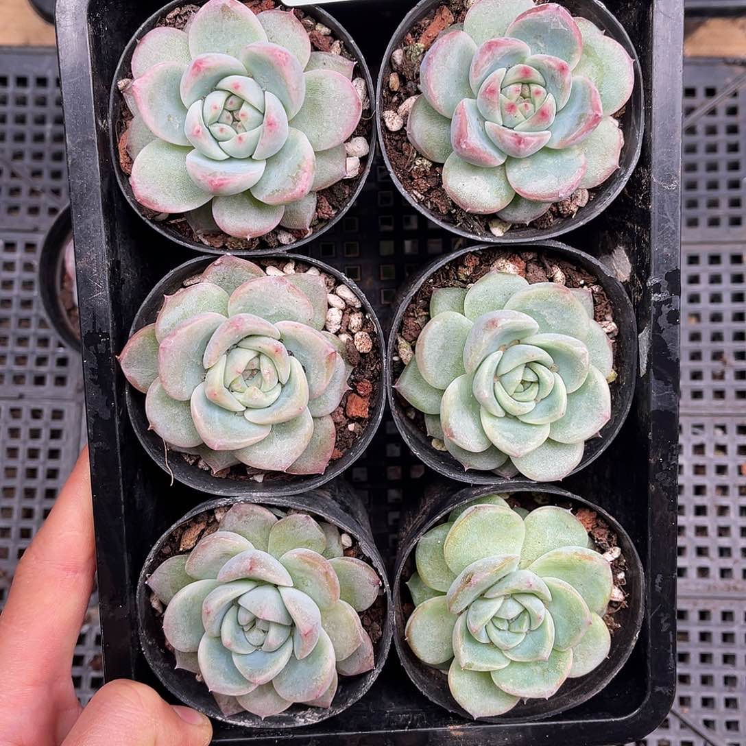 多肉一物一拍23-113