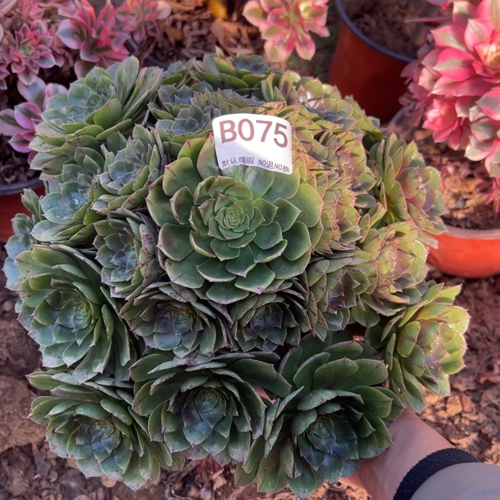 万拉丝多肉植物075.