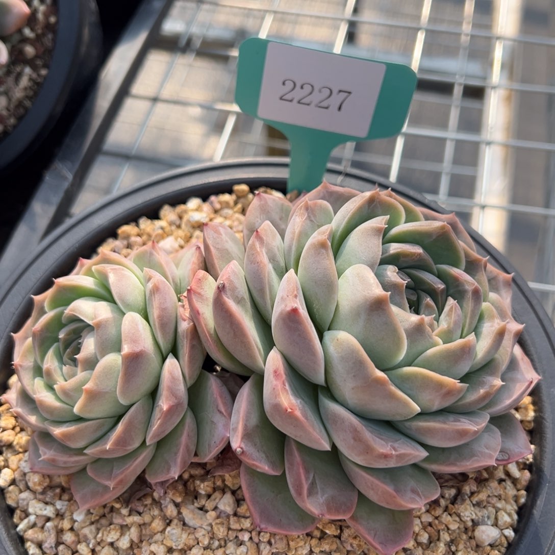 做**婆2227肉多么多么多哦多哦