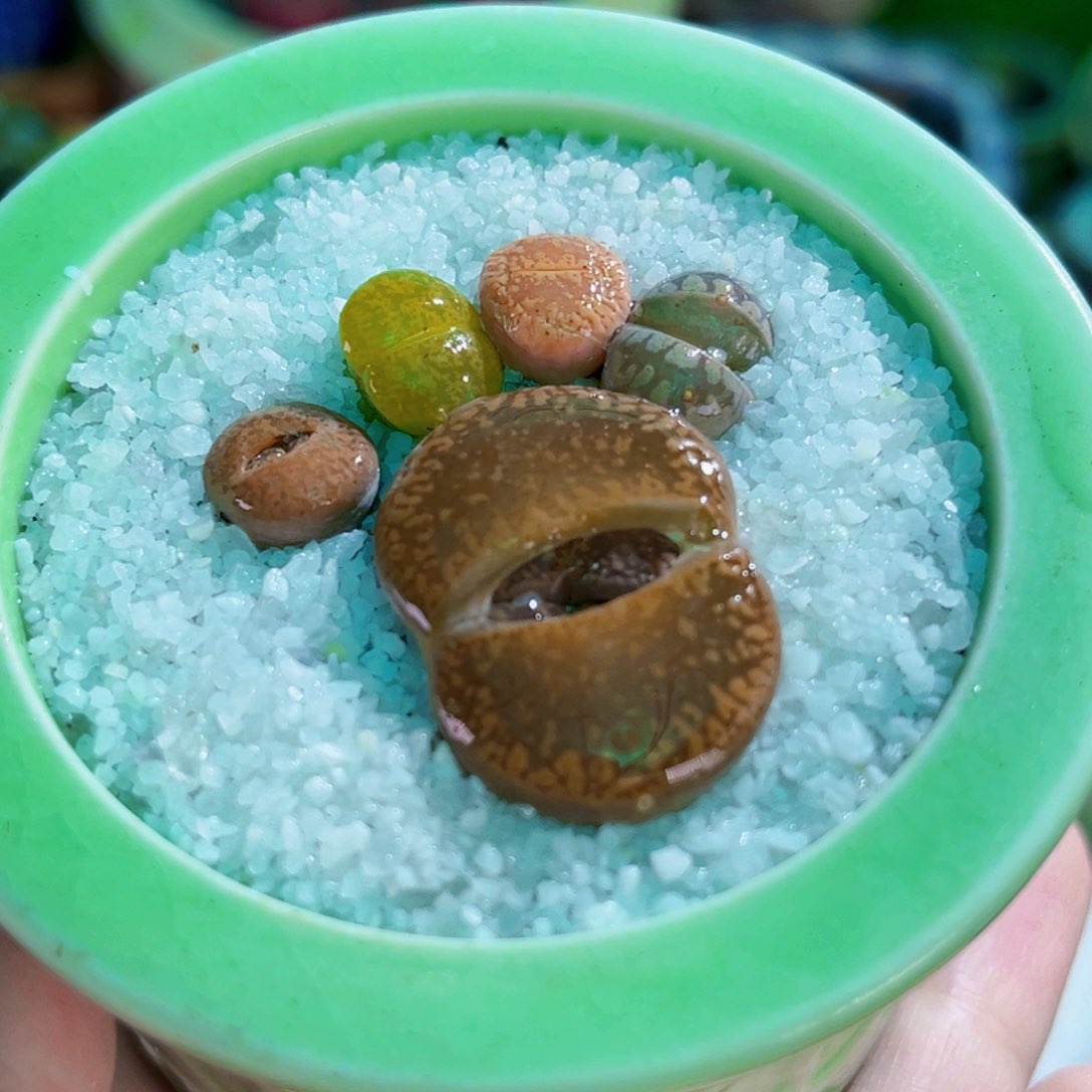 052生石花cm连盆带土包邮