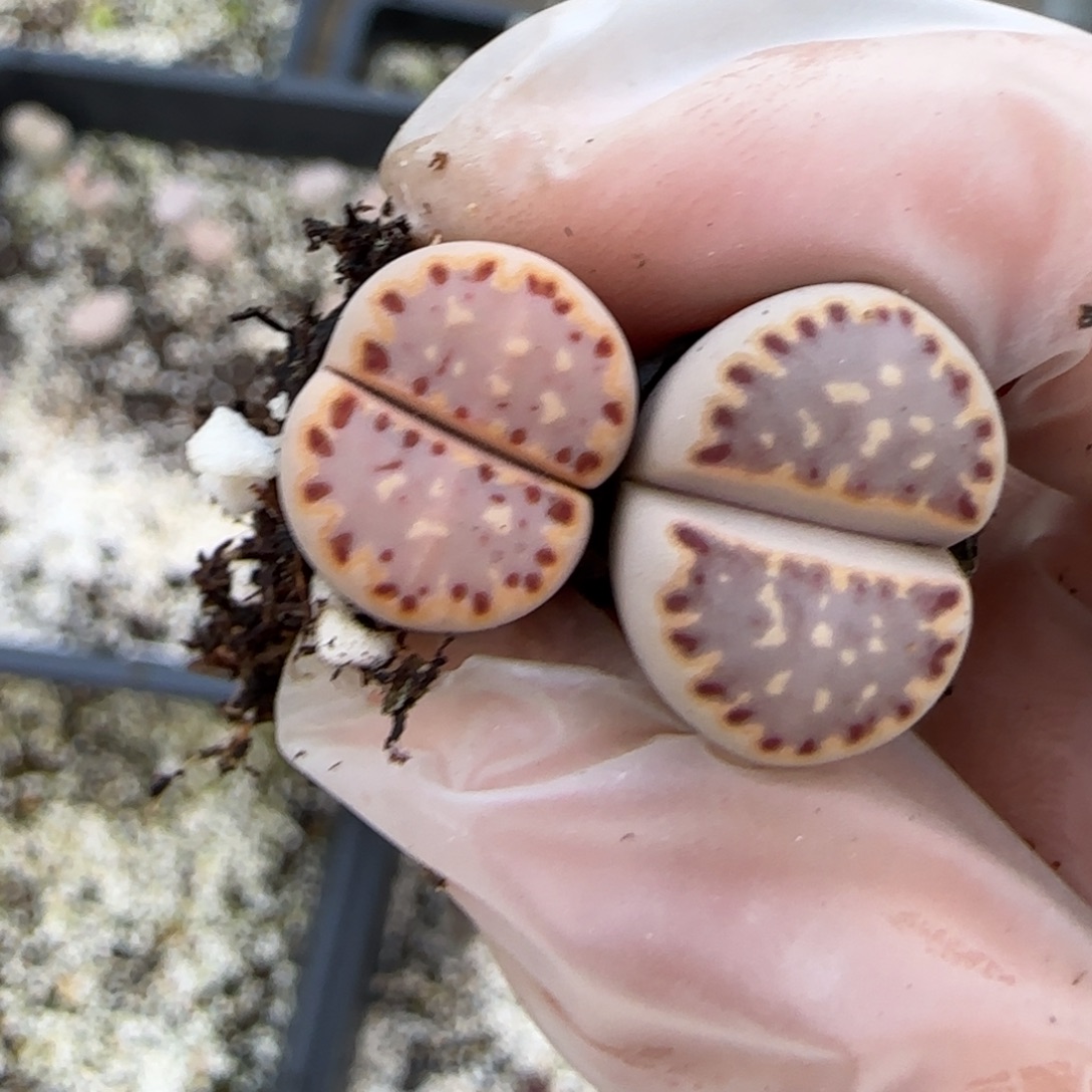 f***卷11.30。.015饼干福利。5064