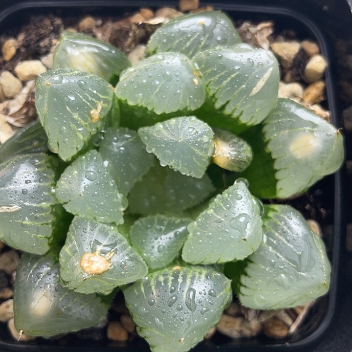糯玉露，一物一拍，带盆带土