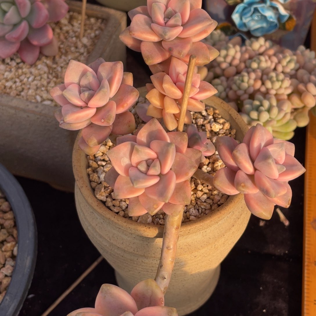 911美杏锦小群生多肉植物