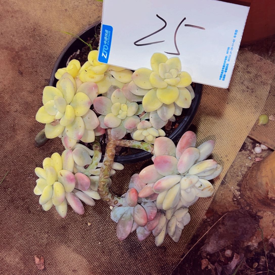 沄***宝25号一物一拍脱土控水发货