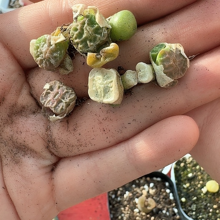 老马生石花烧卖32