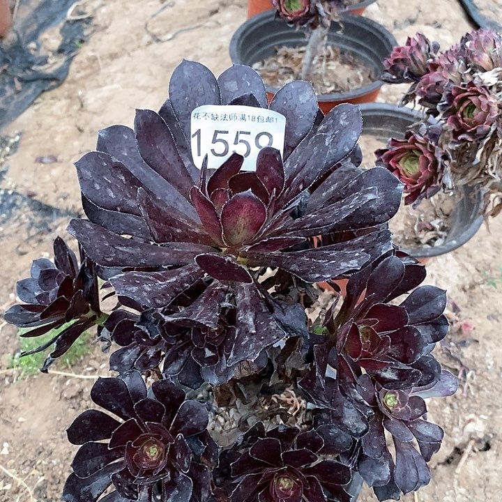 黑圆叶法师一物一拍1559